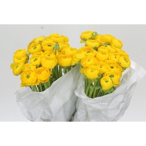 Ranunculus Clooney Yellow