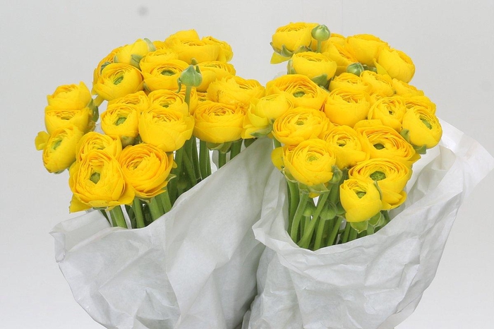 <h4>Ranunculus Clooney Yellow</h4>