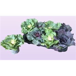 Brassica (sierkool)