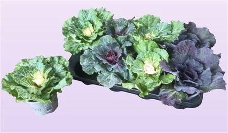 <h4>Brassica (sierkool)</h4>