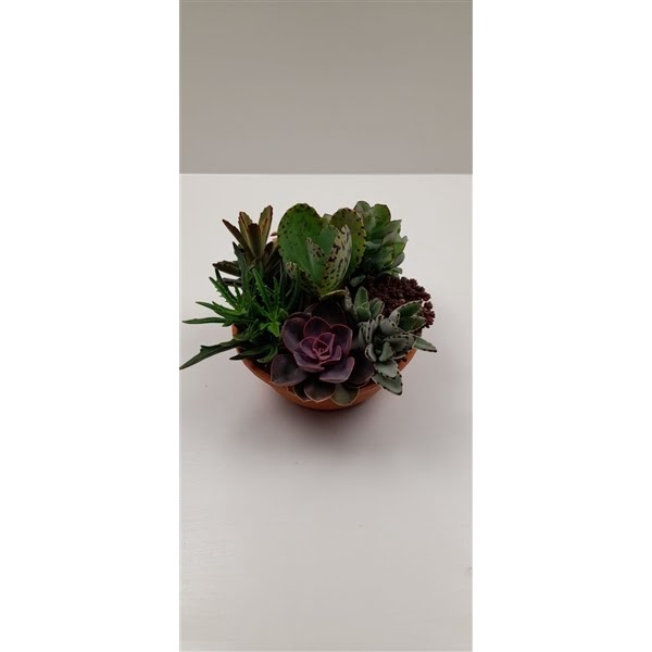 <h4>Succulenten mix in voorjaarss</h4>