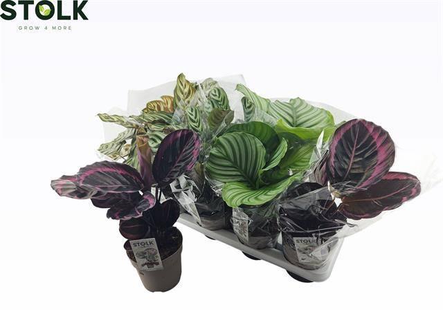 <h4>CALAT GEM 4 SRT</h4>