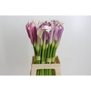 Zantedeschia Eydolls Purple White