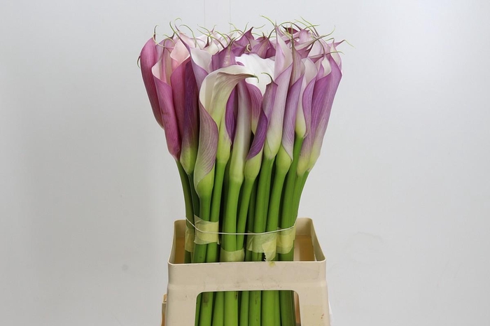 Zantedeschia Eydolls Purple White