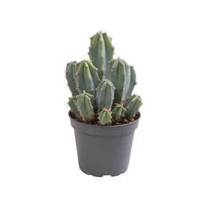 MYRTILLOCACTUS GEOMETRIZANS P6