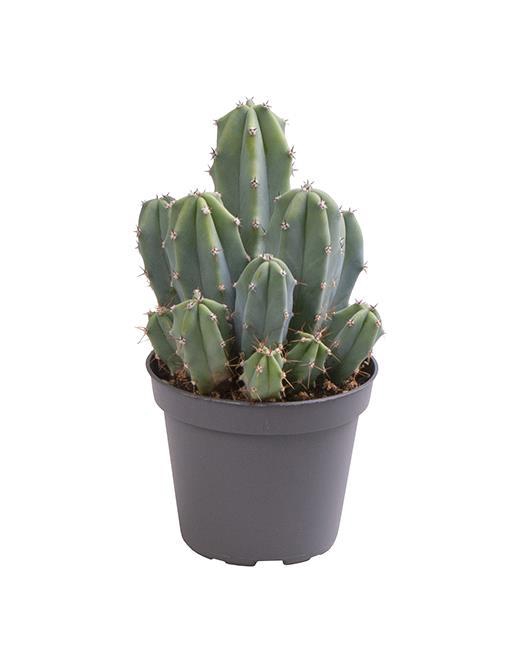 <h4>MYRTILLOCACTUS GEOMETRIZANS P6</h4>