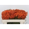 Kaaps Groen Lanug. Orange