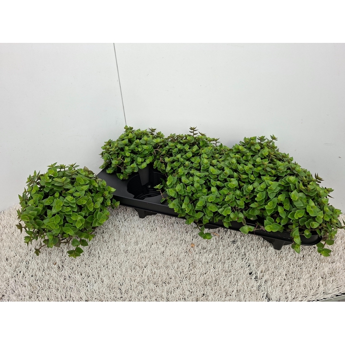 <h4>CALLISIA REPENS</h4>