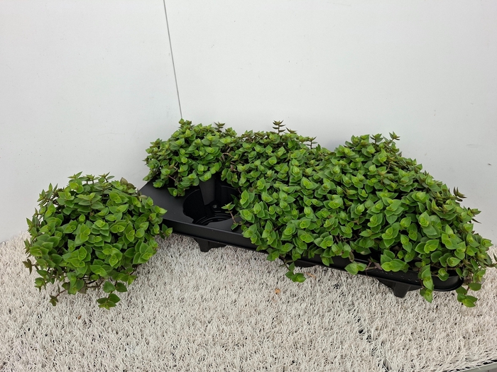 <h4>CALLISIA REPENS</h4>
