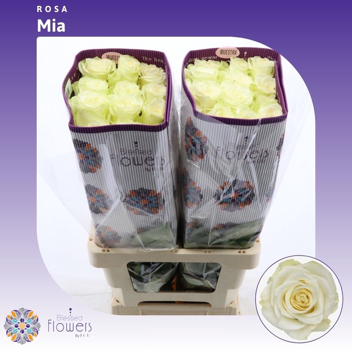 <h4>Rosa Grootbloemig Mia</h4>
