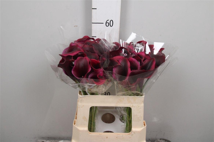 <h4>Zant Rudolph</h4>