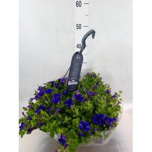Petunia  'Surfinia'   ...