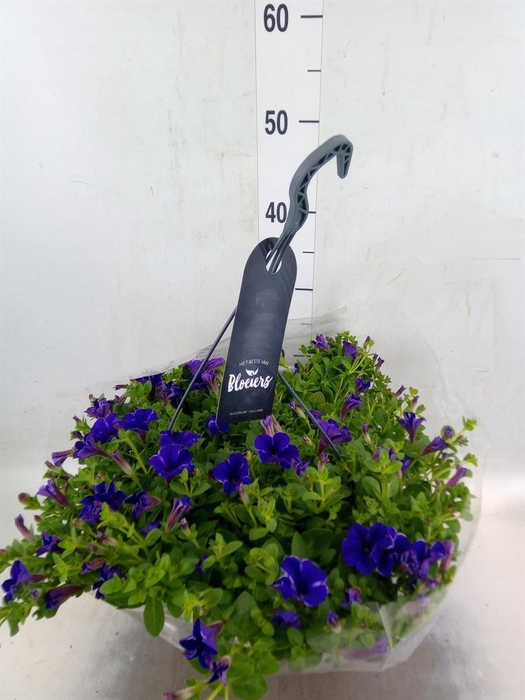 <h4>Petunia  'Surfinia'   ...</h4>