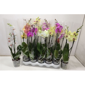 Phal 2 Tak Mix
