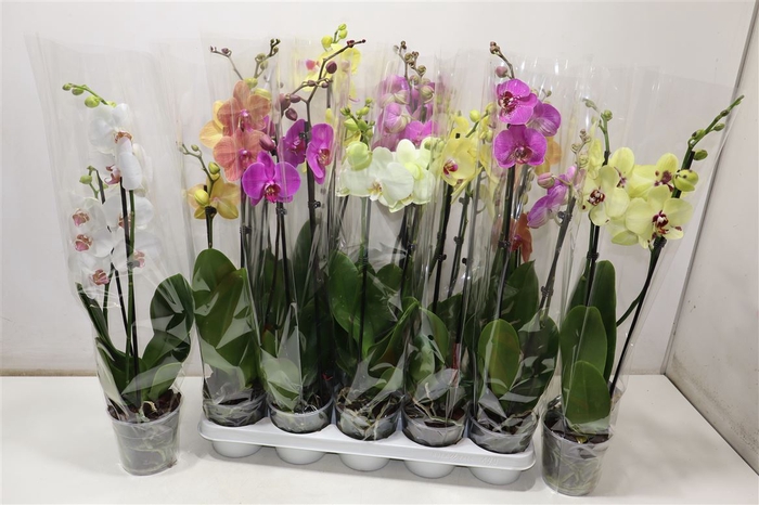 <h4>Phal 2 Tak Mix</h4>