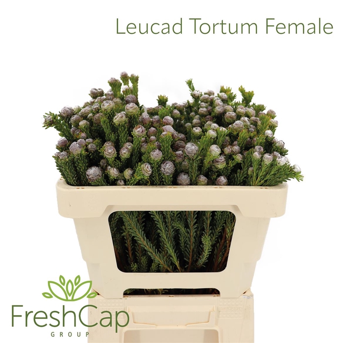 <h4>Leucad Tortum Female</h4>