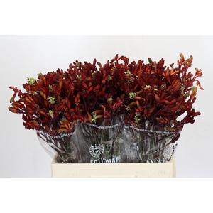 Anigozanthos Gold Fever