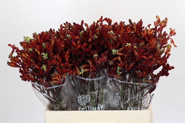 <h4>Kangaroo Paw Gold Fever</h4>