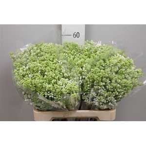 Syr V Mme Fl Stepman 4+