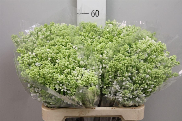 <h4>Syr V Mme Fl Stepman 2+</h4>