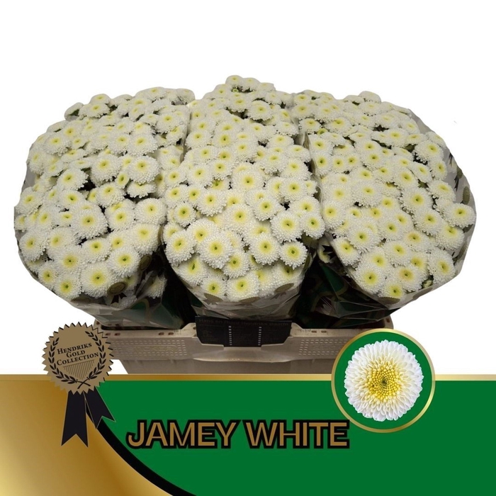<h4>Chr San Jamey White</h4>