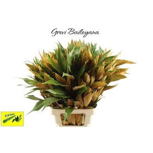 Grevillea Gold
