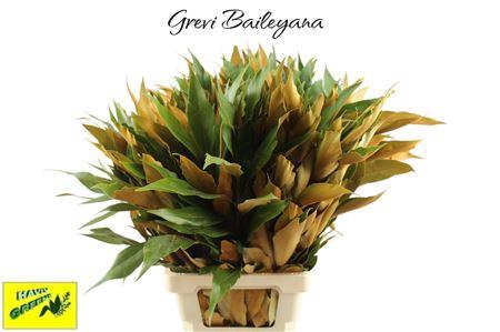<h4>Grevillea Gold</h4>