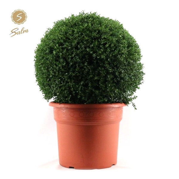 <h4>Ilex crenata Ball Ø80cm P50</h4>