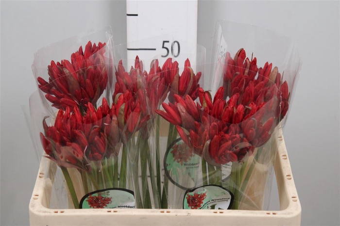 <h4>Ne Sa Lydia</h4>