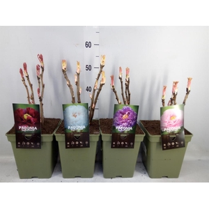 Paeonia suffruticosa   ...mix