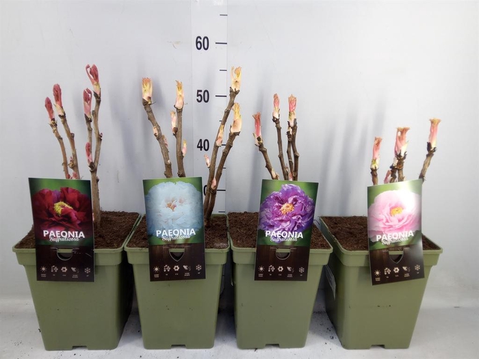 <h4>Paeonia suffruticosa   ...mix</h4>