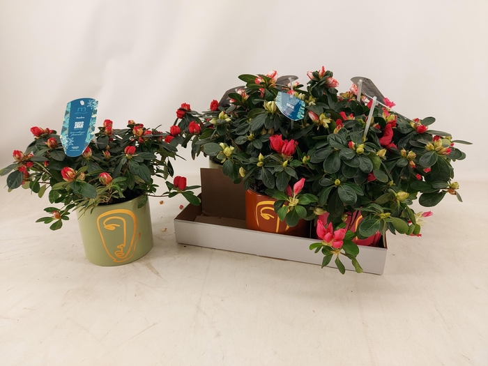 <h4>RHODO SI GEM 3 SRT</h4>