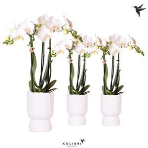 Kolibri Orchids Phalaenopsis white 3 spike in Diabolo pot white