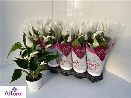 <h4>Anthu Banderola Cava 5+</h4>