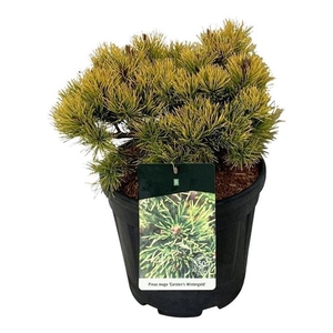 Pinus mugo 'Carsten's Wintergold'