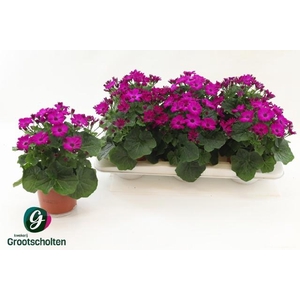 PERI C MAN P MAGENTA