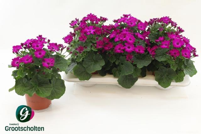 <h4>PERI C MAN P MAGENTA</h4>