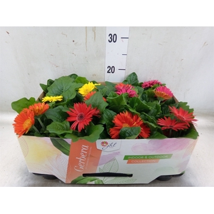 Gerbera  'Open Air'   ...mix