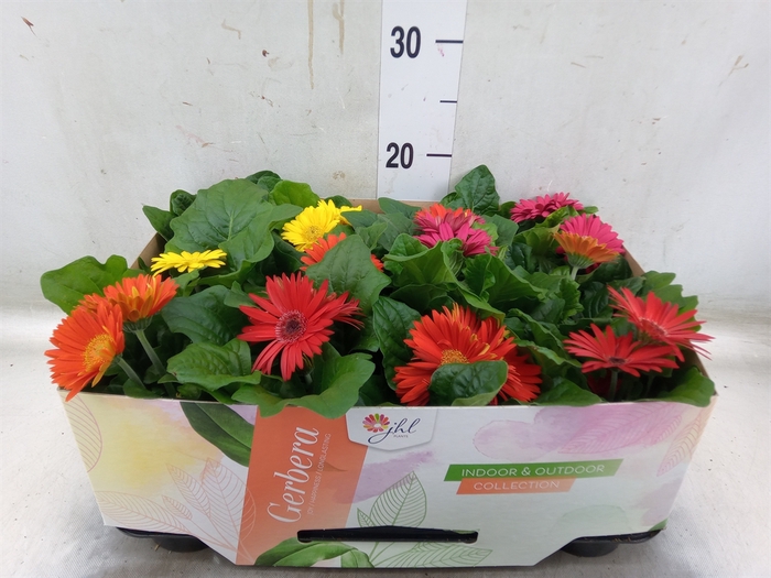 <h4>Gerbera  'Open Air'   ...mix</h4>