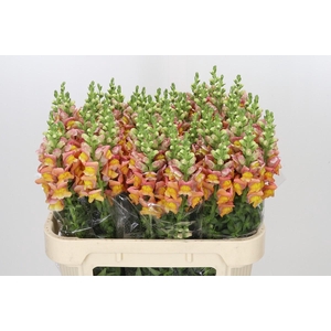 Antirrhinum Potomac Dark Orange