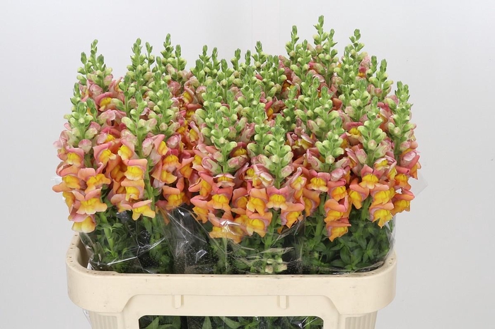 <h4>Antirrhinum Potomac Dark Orange</h4>