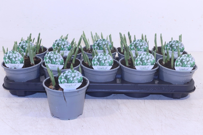 <h4>GALANTHUS HIPPOLYTA</h4>