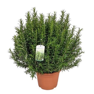 Rosmarinus Officinalis Bush - 1154