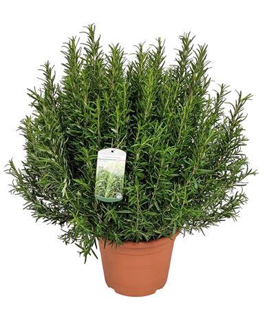 <h4>Rosmarinus Officinalis Bush - 1154</h4>