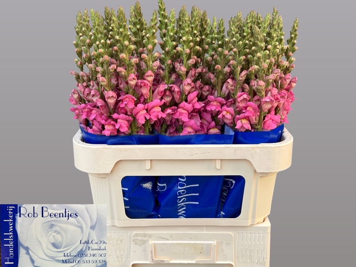 <h4>Antir Potomac Earl Pink Beentjes</h4>