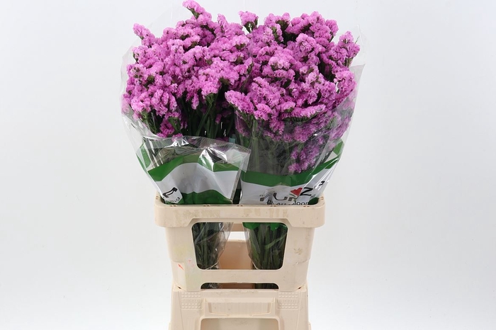 <h4>Limonium sinuatum 'Taffy Sun Birds'</h4>