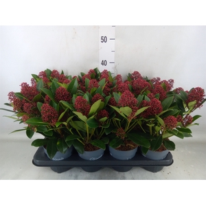 Skimmia jap. 'Rubella'