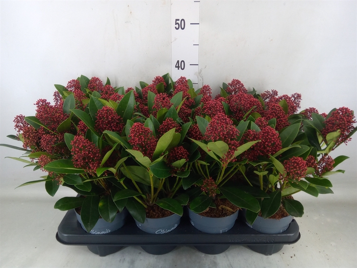 <h4>Skimmia jap. 'Rubella'</h4>