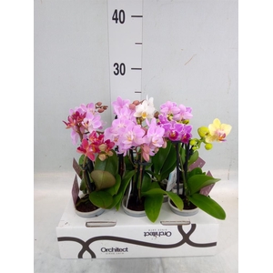 Phalaenopsis   ...mini