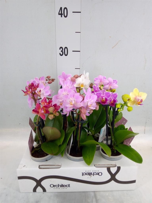 <h4>Phalaenopsis   ...mini</h4>